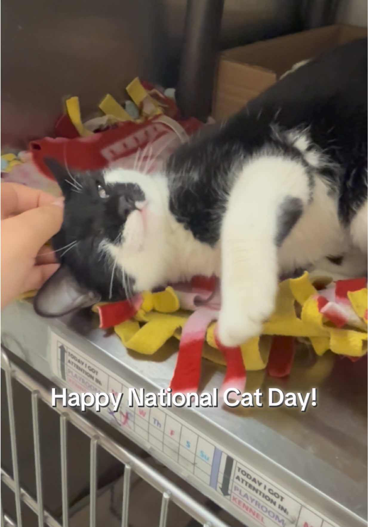 🐾🐱 Happy National Cat Day! 🐱🐾Consider making a cat’s day by adopting them today! 