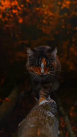 #CapCut #عبدالله_احمد_شعبان🎧❤ #عبدالله_احمد_شعبان🖤🎧 #عبدالله_احمد_شعبان #islamic_video 