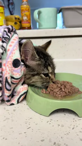 Oat got a treat for being brave about her flea bath (my arm was harmed in the process) #rescuecats #cattok #kittensoftiktok #catsoftiktok #fyp 