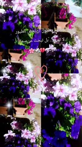 #مشاهدات_تيك_توك #fffffffffffyyyyyyyyyyypppppppppppp #CapCut #foryoupage #creatorsearchinsights 