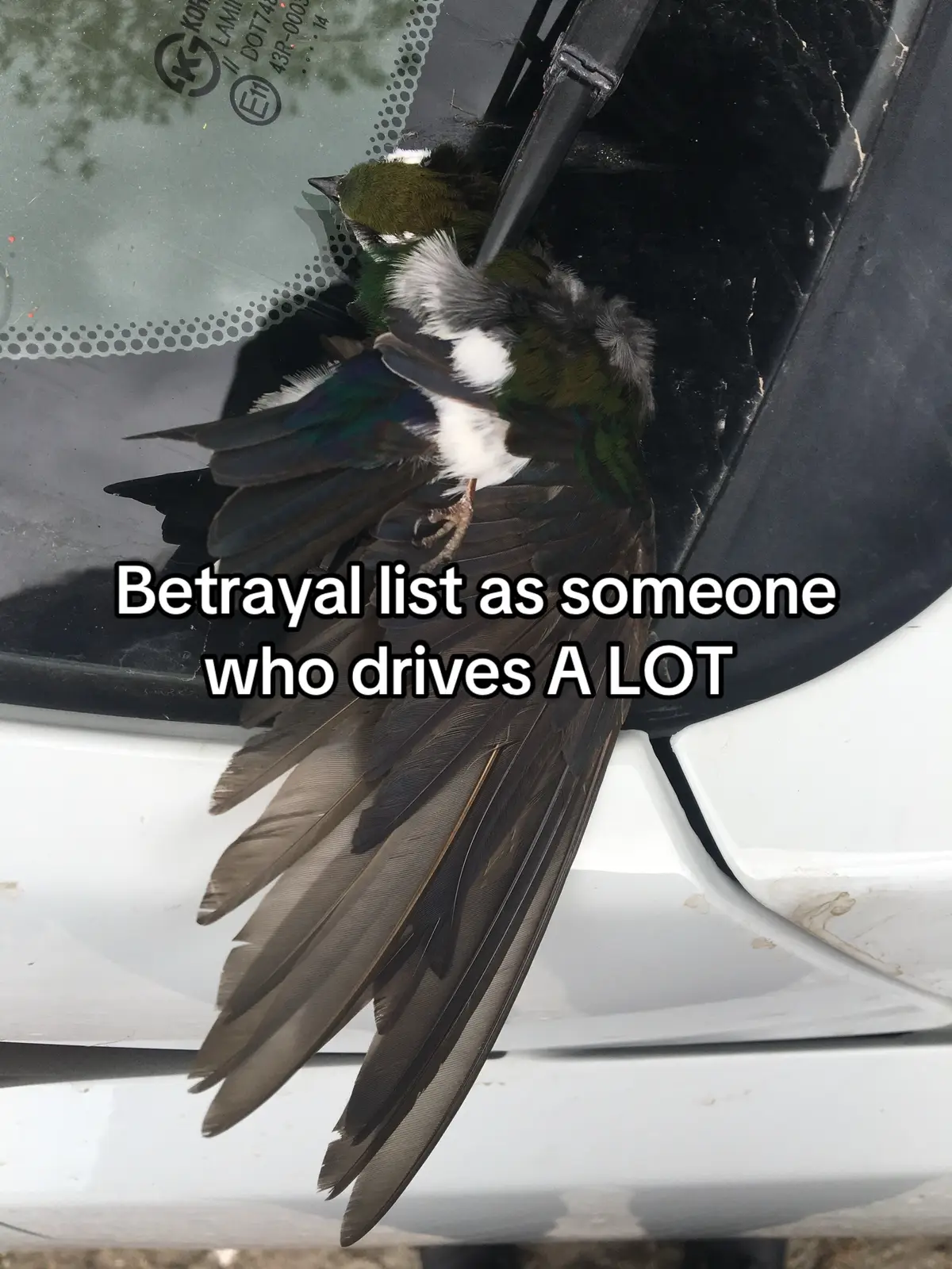 I think everyone should have to retake driver’s ed whenever their license expires.  #driving #betrayal #roadrage #funny #fyp 