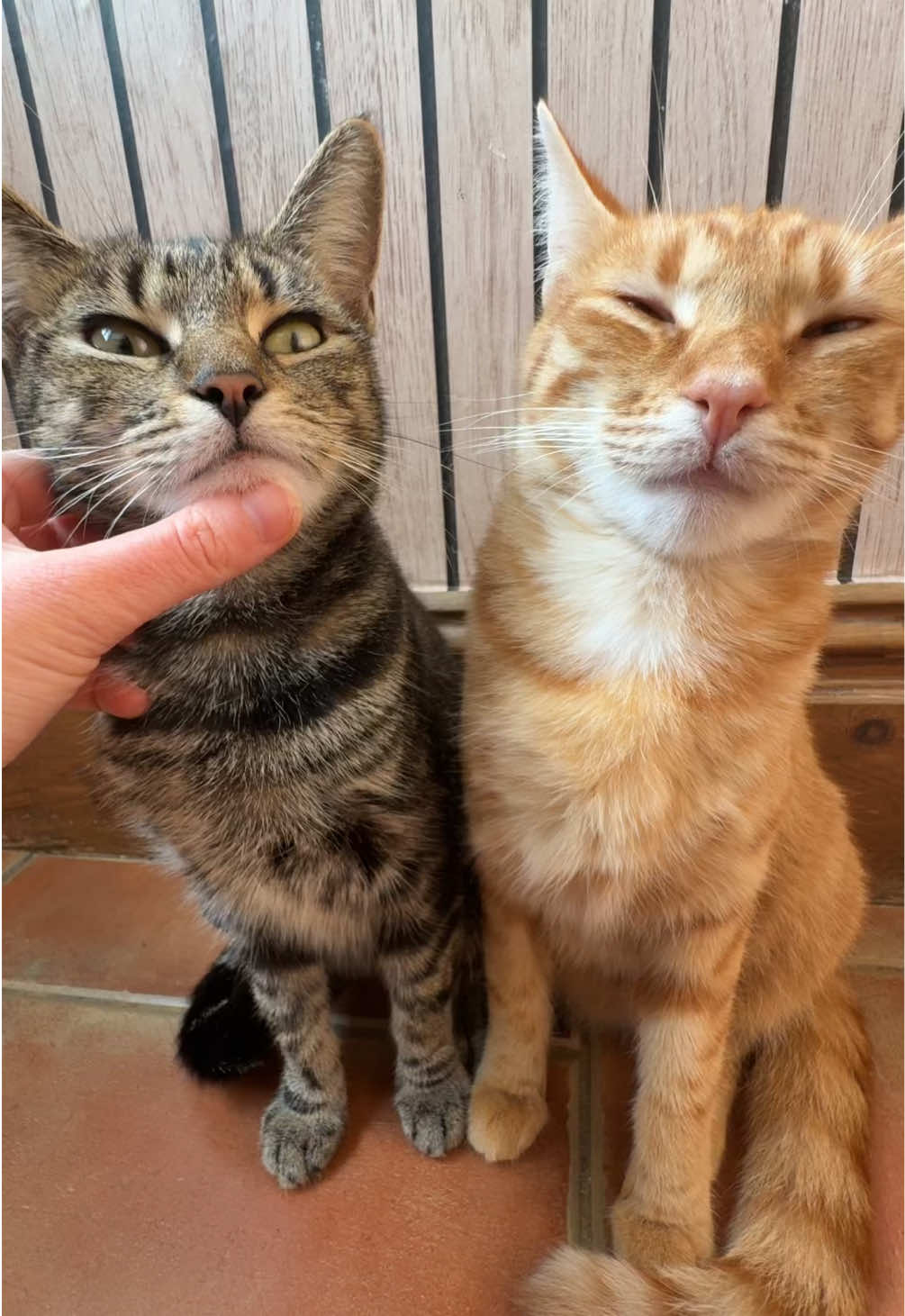 6 7 🤷‍♂️ #pets #viral #cute 