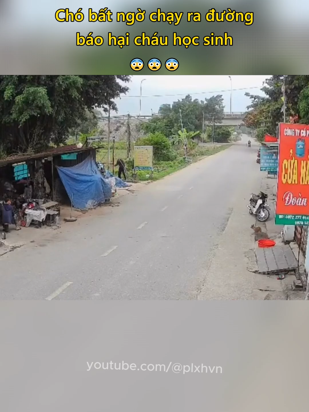 Chó bất ngờ chạy ra đường báo hại cháu học sinh 😨 #giaothong #antoangiaothong #mayman #laixeantoan #plxhvn #phapluatxahoi