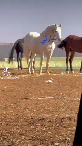 #تحياتي_لجميع_المشاهدين_والمتابعين #عشاق #لخيل_عشق_لاينتهي🐎 #تيارتي_و_نموووت_عليكم___قانون #تصميم_فيديوهات🎶🎤🎬 