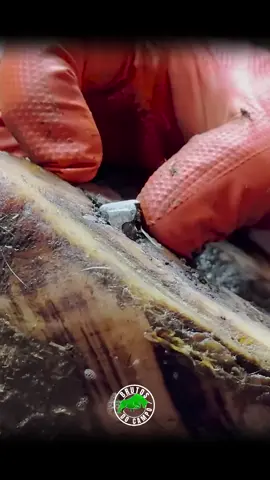 #casqueamento #campo #agro #fyp #fypp 