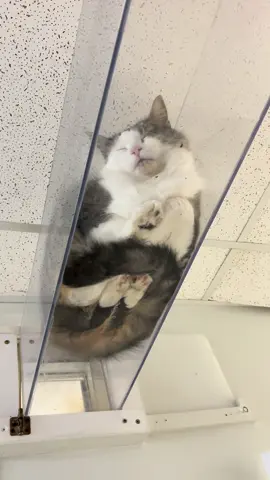 Sleepy car #fyp #cats #catlady #catsoftiktok #catlover 