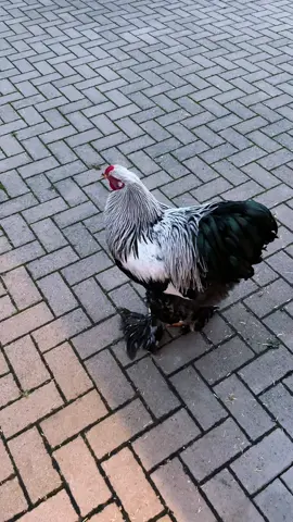 Brahma Hahn von März 2025 #brahma#rooster#chicken#hühner#breeder