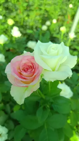 و يحدث ...  ان التقيك في شرودي   فترحل الروح  مني ... إليك...