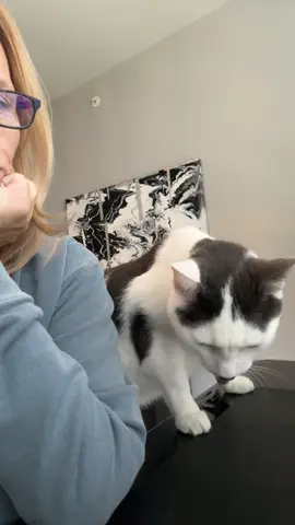 He doesn’t ask to help. He requires it. 😼💻  #BossCat #WorkFromHomeLife #CatTok #FurryCoworker #DeskCat