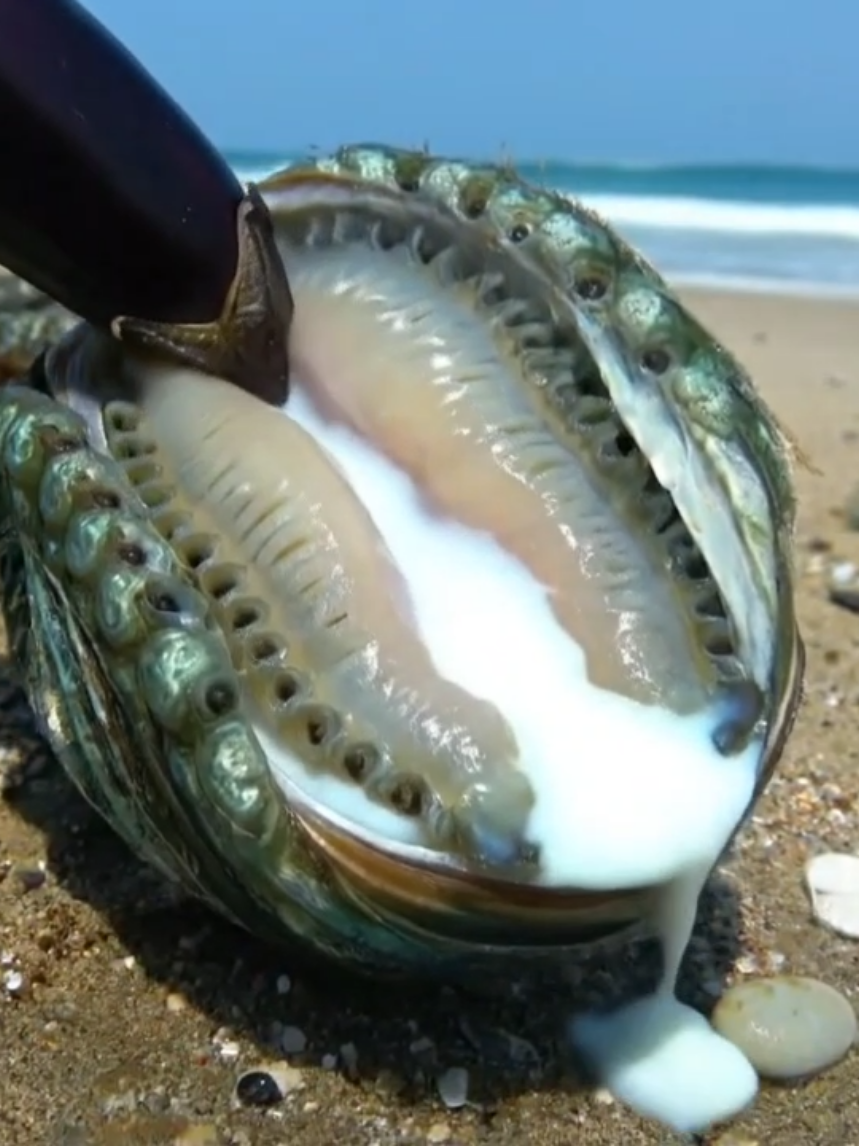 A licking seafood#seafood #fyp #fypviral #usa #foryoupage @TikTok @TikTok France @TikTok UK @TikTok Canada @TikTok Shop 🇺🇸 @newnestkhan 