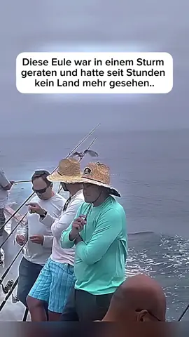 War bestimmt völlig erschöpft die Eule #faszinierend #lustig #tiere #fypシ゚ 