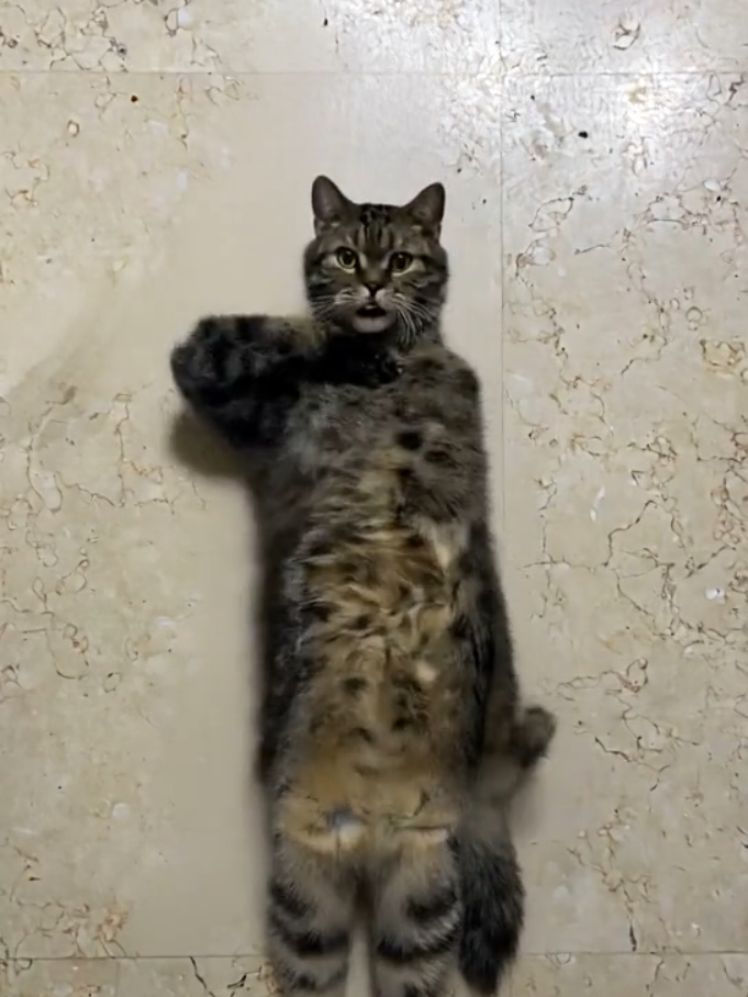 Calico Cat Mj performance 