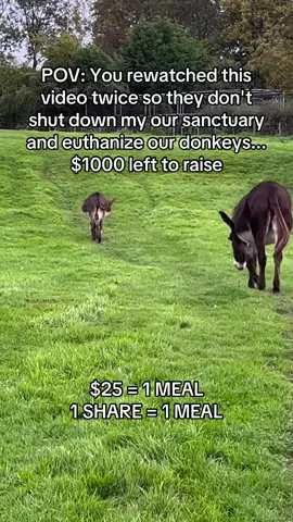 Every kind comment would mean a world to me #usa #unitedstates #washington #usa🇺🇸 #donkeysoftiktok 