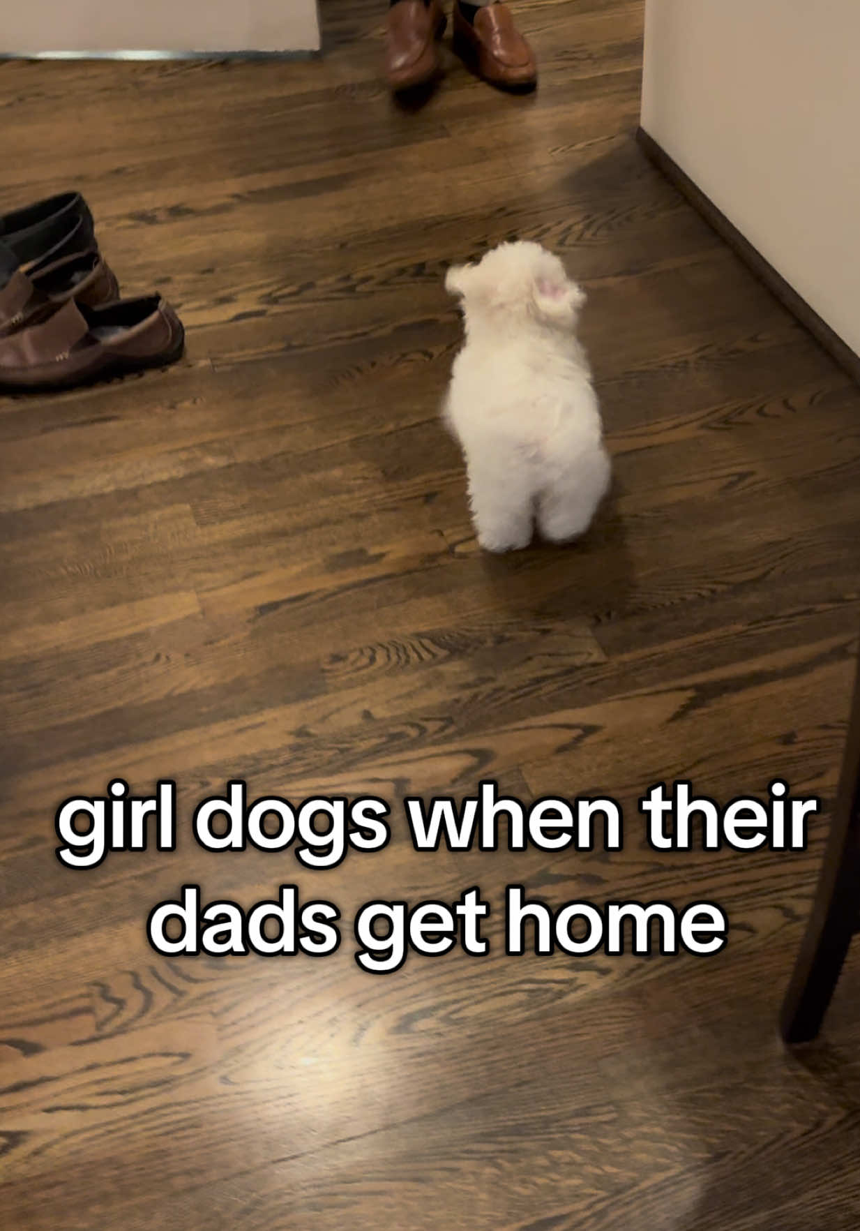 are your girl dogs obsessed like this 😭 #bichon #daddysgirl #puppy #girldog #myshaylaaaaaaa 