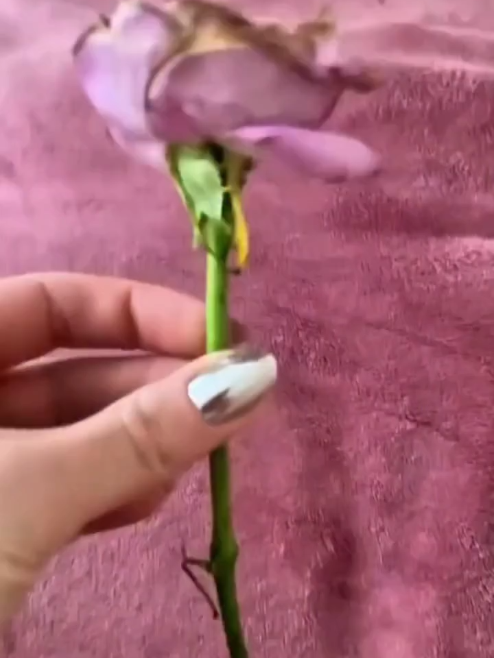 Bunga Yang Indah❤❗#bunga #fyp #fyppppppppppppppppppppppp