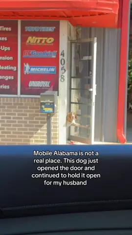 He was so serious too?? Looking like “you need something??” 😭🤣😭🤣 #mobilealabama #dogsoftiktok #funny 