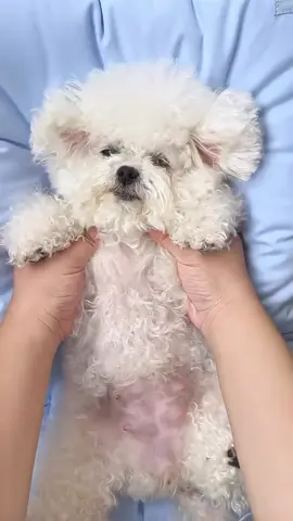 Immersive spa experience for puppies! #BichonFrise #ImmersivePuppyRefurbishment#DogSpa #BichonFrise #Cute 