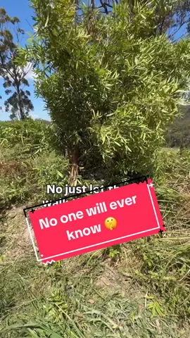 One wrong turn and… down goes the plum pine. 😬 The boys were away, so the girls and I had to wrangle it back up. Couple stakes, few tie-outs, job done. She’s standing tall again (and I’m pretending it was all part of the plan). 😉 . . . #FarmLife  #FoodForest  #Permaculture  #VastHarvestPermaculture