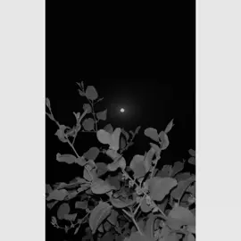 John Elia ❤️‍🩹 Poetry ❤️‍🩹  #1000k views please 🥺❤️‍🩹@🏴‍☠️ملک-بادشاہ🏴‍☠️ 