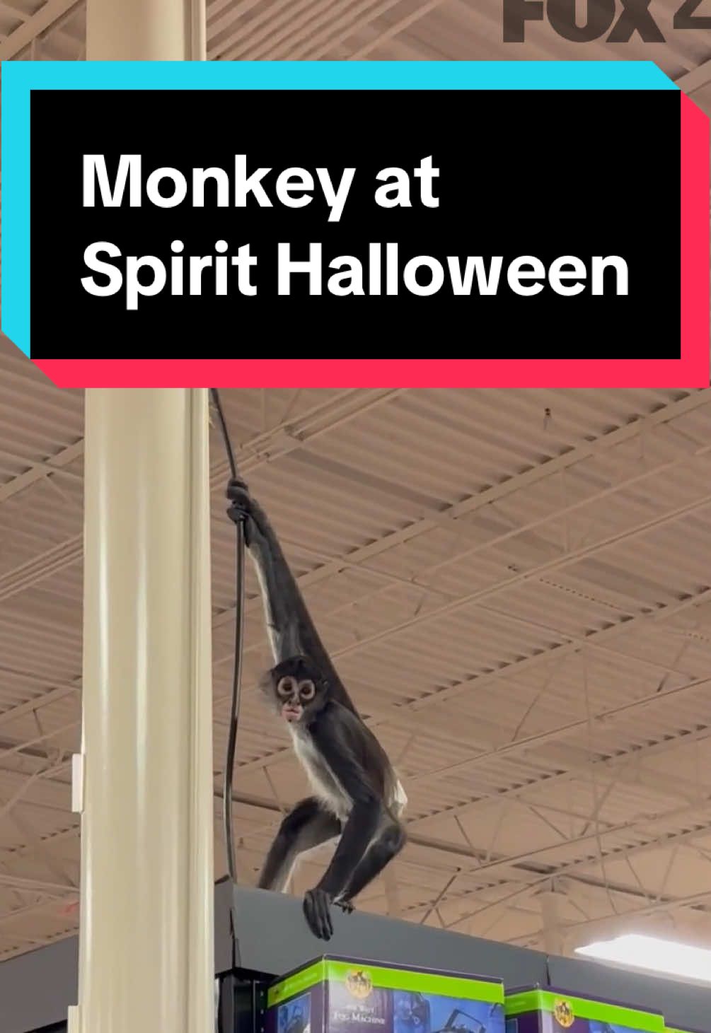 MONKEY BUSINESS: A pet monkey wearing a diaper was caught on video swinging from the rafters inside a Spirit Halloween store in Plano, Texas. A store employee also told Storyful the monkey had gotten spooked by one of the store’s animatronic decorations. Ultimately, the monkey’s owner was able to entice it with a cookie and regain control. No injuries were reported to the animal or any shoppers. Credit: Arlene Pinkston via Storyful