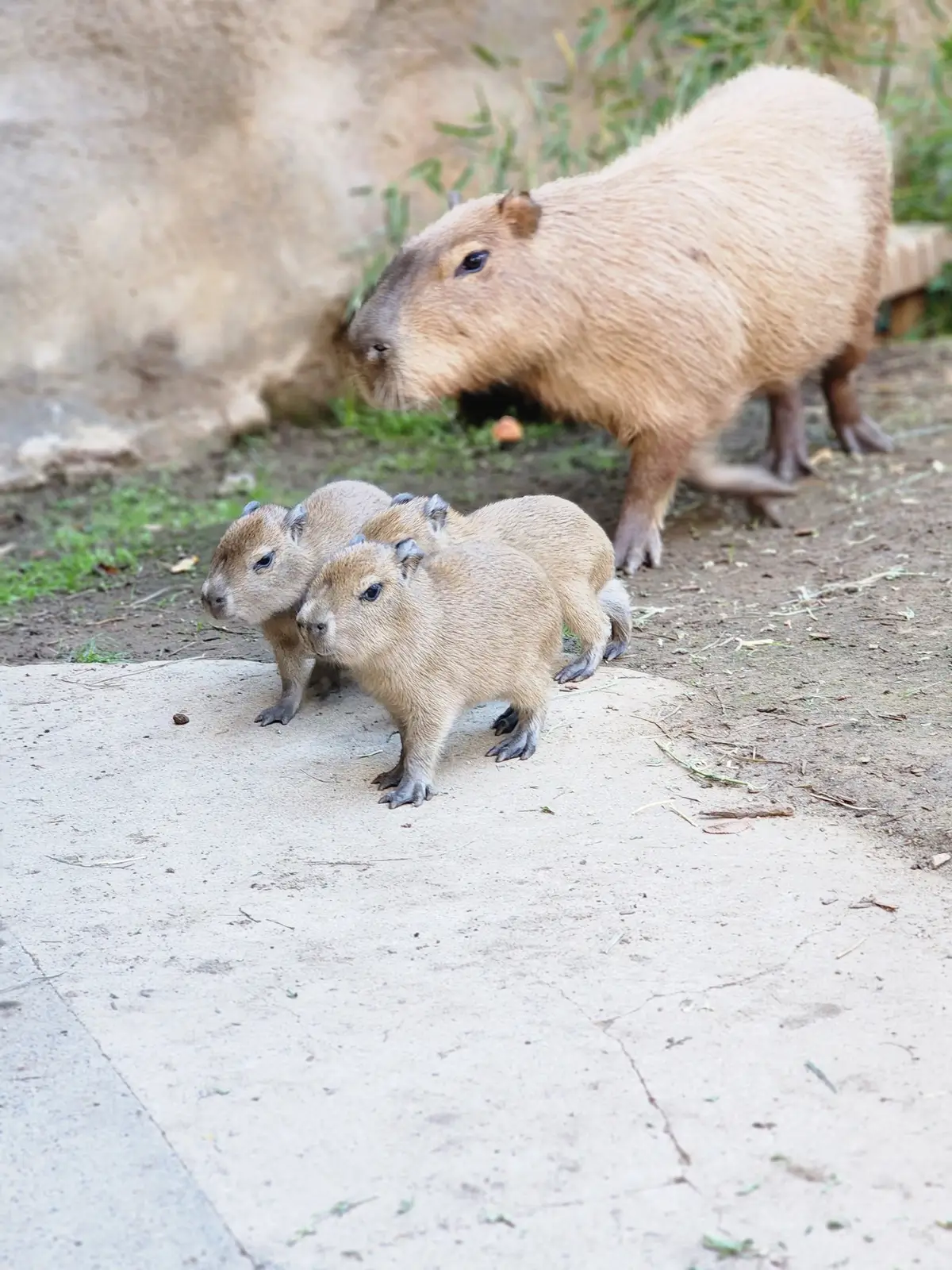 On October 27, the Sacramento Zoo welcomed a litter of five from first-time capybara mom Peppermint Patty!  The pups are healthy and already exploring their new surroundings with mom nearby! Baby capybaras are born precocial, meaning they are born able to see, hear, walk, and even swim just hours after birth! These are Peppermint Patty’s first pups.  This is the second time the zoo has welcomed baby-baras! Capybaras, the world’s largest rodent, hail from South and Central America. #sacramentozoo #saczoo #capybara #babycapybara #sacramento 
