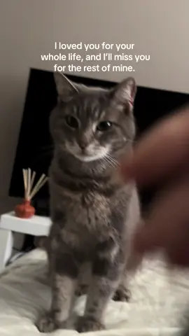 my precious boy, see you in the next life 🪽🩶 29/10/25 #cat #petloss 