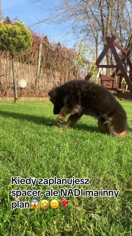 Nauka chodzenia na smyczy😆😍😱🥰NADI VOM FITERLAND #hodowlazkwp #dc #puppylove #owczarekniemiecki #spacer 