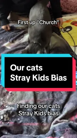 Biases have been chosen! #straykids #cats #ot8skz #straykidsbias 