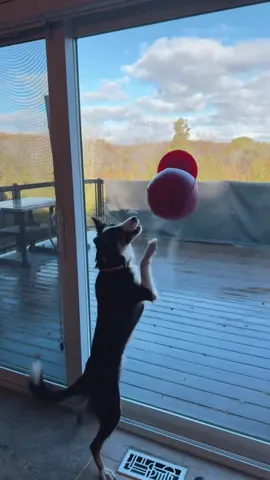 Fun punch pet edition #dogmom #pets #funpunch #giftideas #boxing 