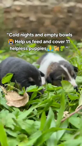 Warm blankets + full bellies = happy tails 🐕💞 Help us give comfort to 11 little angels 🐾🙏 #doglovers #dogs  #support #puppy  #kindness 