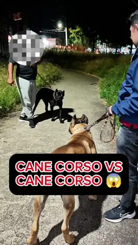 Cane Corso vs Cane Corso 😱 #perros #educacioncanina #entrenamientocanino #canecorso 