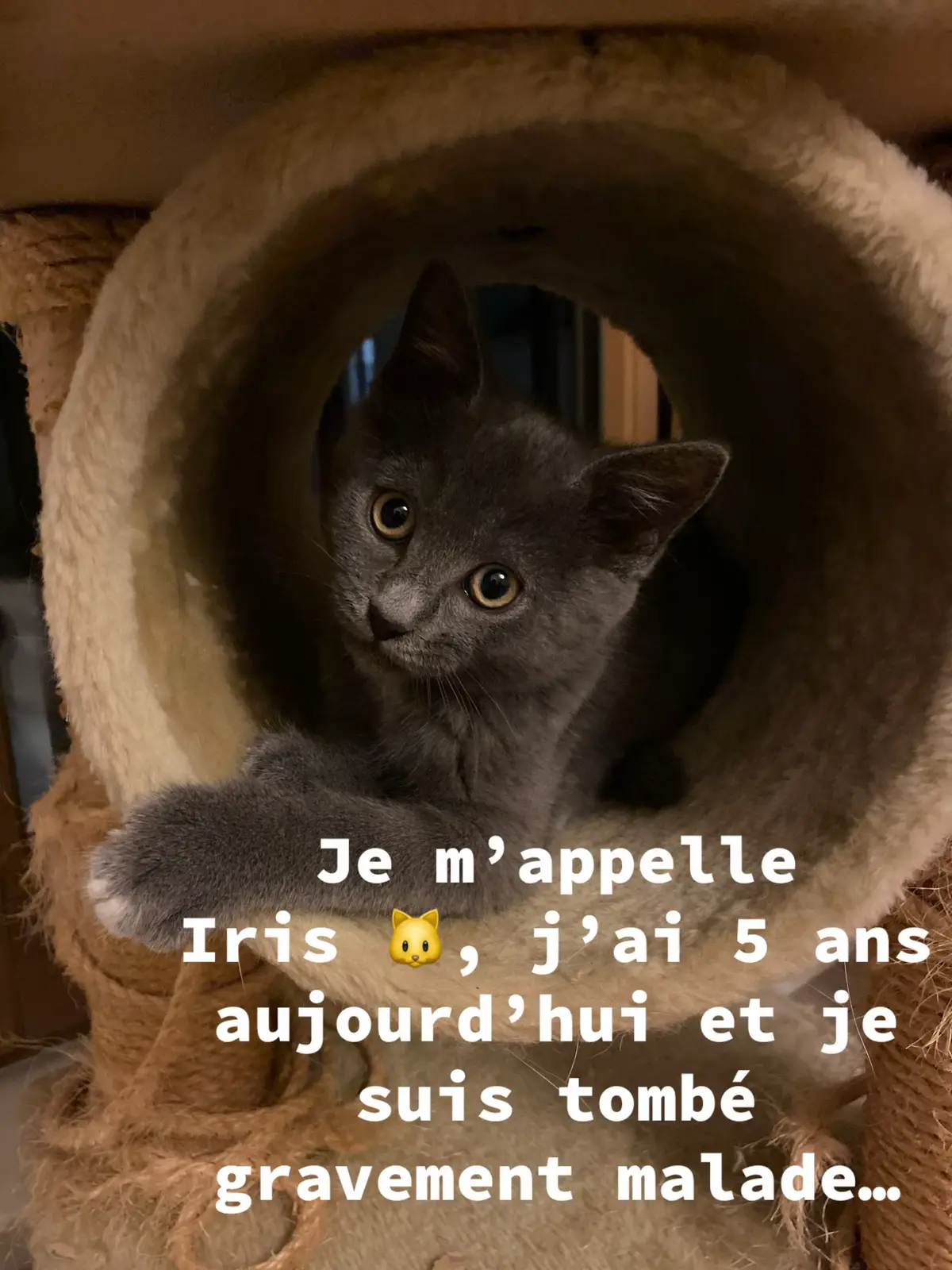 Mon bébé Iris a 5 ans et est tombée gravement malade, subitement. Le vétérinaire pense qu’elle souffre d’une PIF, une maladie souvent mortelle chez les chats. Elle mange très peu, dort beaucoup et son état se dégrade si elle n’est pas sous cortisone. Un traitement existe, mais il est très cher et difficile d’accès. J’ai créé une cagnotte pour essayer de la sauver. Même un partage ou un petit don peut faire une énorme différence 💔🙏 Merci à tous et à toutes 🌈 #peritoniteinfectieusefeline #pif #chat #malade #aide 