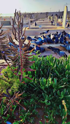 #امي #مشاهير_العراق #العالم #الاردن #البنان 