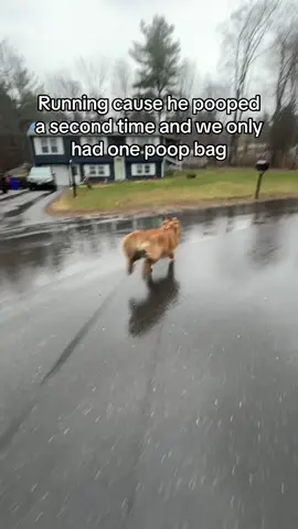 Kidding obviously 🫣😹 we’ve definitely had some close calls though on the multiple poop walks 😹💀 #goldenretriever #fyp #dogwalking #Running 