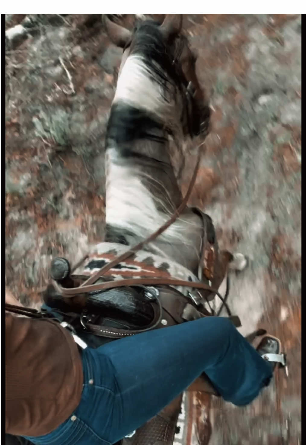 The trustiest lil pony out there. #levi #trusty #horse #floridarain #trailride 