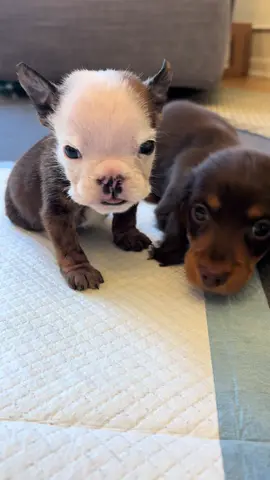 Our baby boy Walter is back. Keep your fingers crossed for his bloodwork to come back with some easy answers 🤞🏻🤞🏻