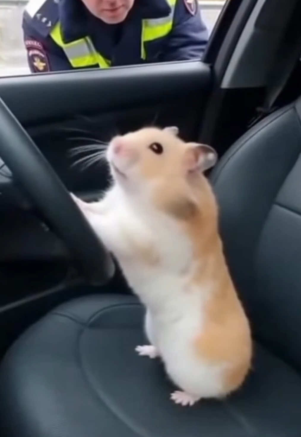 100 агрессии 0 дамага #мнепохяхомяк #лавалавалава #сора #хомяк 