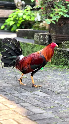 Gaskan ton #promomakanharian #salamsehobi #peternakmudagrobogan #peternak #ayamfilipin🇵🇭 