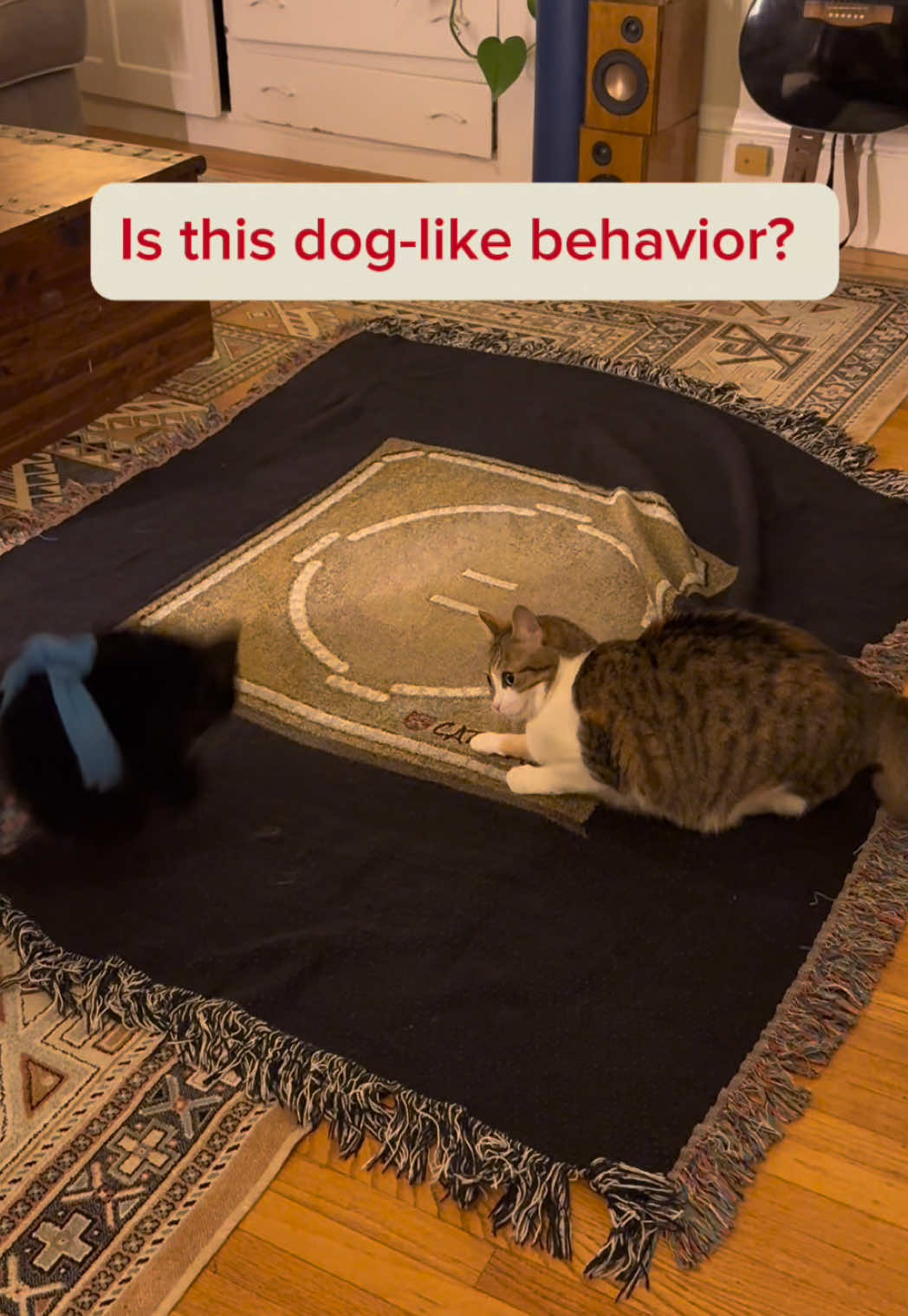 It’s the run out and back for me 😂 @KLEIO  #funnycat #catsoftiktok #catlover #fy #fyp