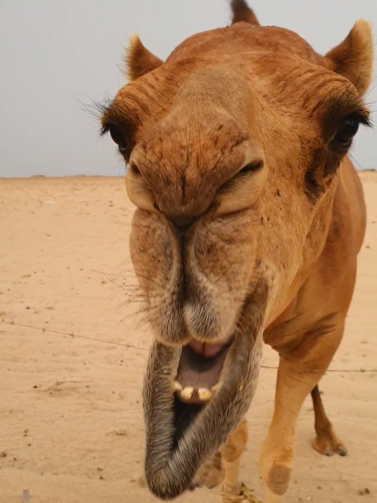 😆😆😆😆🤭#funnyvideos #foryou 