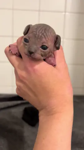 Spicy chunky nugget. 😻 She has the cutest face. #sphynxcat #kittensoftiktok #hairlesscat #trending #fyp 