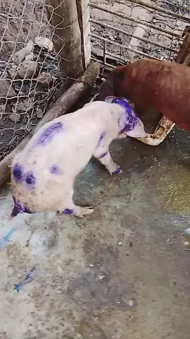 #tayesflako🤣#llevao🐖 #llano🤠🐖