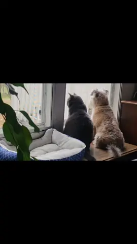 Just watching the rain ##Reedus #RosieKatt 