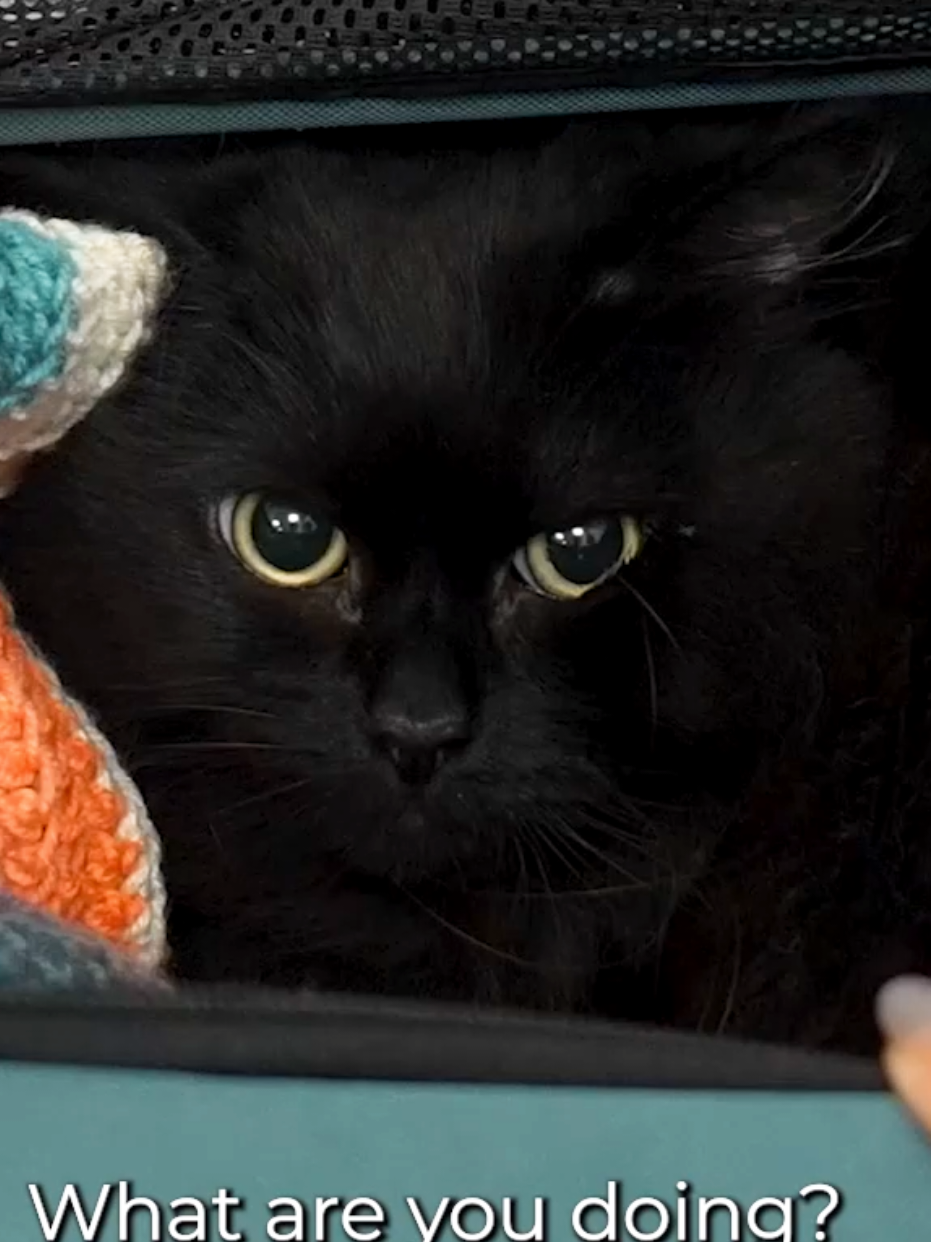 The most pleasant gentleman❤️ #cats #cat #siberianforestcat #catsoftiktok 