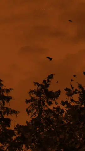 00:25| Jawiga Nolashad Saxdaa 💓🫵🏿#somaliatiktok #foryoupage #ricsvideo🎶💙🎧 #jawi_bila🌊❤️🌴 #music #fyp 