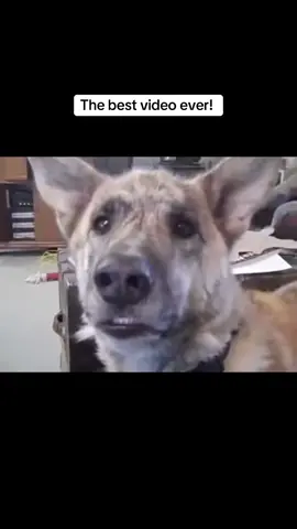 Still the best video ever!  #foryou #trending #funny #viral