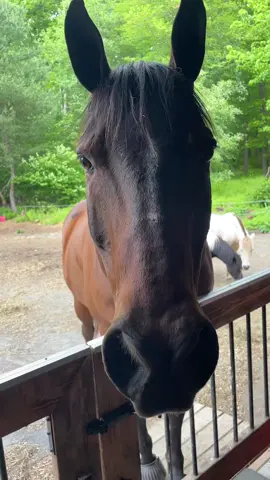 Teddy tries his arch nemesis one more time #animals #goofball #lmao #funny #sweettreat 