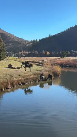 These locals heard that Deer Valley Café is closing Friday and came by for a visit. 🫎 Don’t miss your chance, the café reopens November 17! Please be mindful when exploring the area, as moose are often present in their natural habitat. Keep an eye out for mother moose and their calves, as they can be protective and territorial. For your safety, it's best to maintain a respectful distance and avoid approaching them. #deervalley #moose #parkcity #utah #ski 