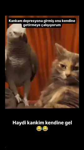Haydi kankim kendine gel##🤣🤣🤣🤣🤣🤣🤣🤣 #keşfet #begen #takip et 