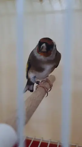 #سلاكة_حسون #محمية_الطيور #طفرات_حسون_متنوعة 